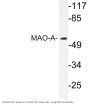 MAO-A Antibody