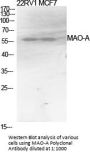 MAO-A Antibody