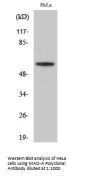 MAO-A Antibody