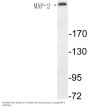 MAP-2 Antibody