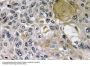 Netrin-1 Antibody