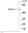 Netrin-1 Antibody