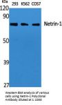 Netrin-1 Antibody