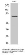 Netrin-1 Antibody