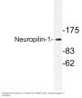 Neuropilin-1 Antibody
