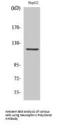 Neuropilin-1 Antibody