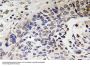 NF-H Antibody