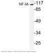 NF-M Antibody