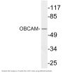 OBCAM Antibody