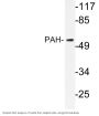 PAH Antibody