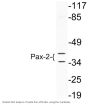 Pax-2 Antibody