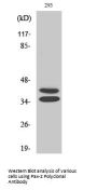 Pax-2 Antibody