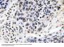 Pax-8 Antibody