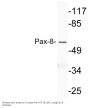 Pax-8 Antibody