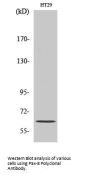Pax-8 Antibody