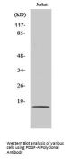 PDGF-A Antibody