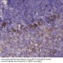 PI 3-kinase p85β Antibody