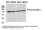 PI 3-kinase p85β Antibody