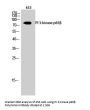 PI 3-kinase p85β Antibody
