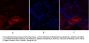 PKM2 Antibody