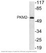 PKM2 Antibody