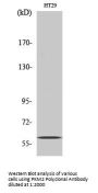 PKM2 Antibody