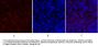 PKM2 Antibody