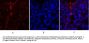 PKM2 Antibody