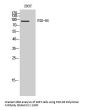 PSD-95 Antibody