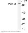 PSD-95 Antibody