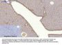 Rock-1 Antibody