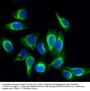 Rock-1 Antibody