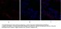 Rock-1 Antibody