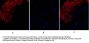 Rock-1 Antibody