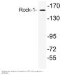 Rock-1 Antibody
