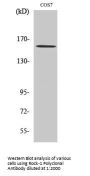 Rock-1 Antibody