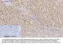 Rock-1 Antibody
