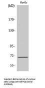 Sam 68 Antibody