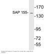 SAP 155 Antibody