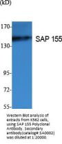 SAP 155 Antibody