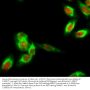 SOCS-1 Antibody