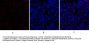 SOCS-1 Antibody