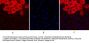 SOCS-1 Antibody