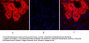 SOCS-1 Antibody