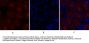 SOCS-1 Antibody
