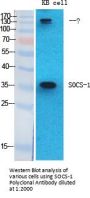 SOCS-1 Antibody