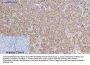 SOCS-1 Antibody