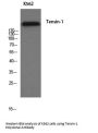 Tensin-1 Antibody