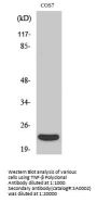 TNF-β Antibody