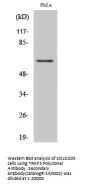TRAF3 Antibody